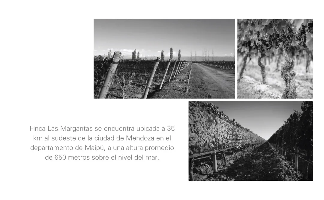 Preludio: Finca Las Margaritas